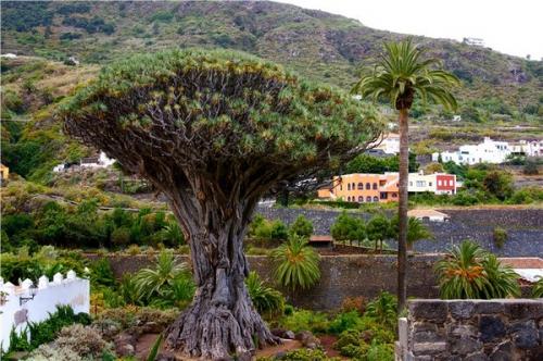 Самое редкое дерево в мире. Необычные деревья,которые удивляют своим величием