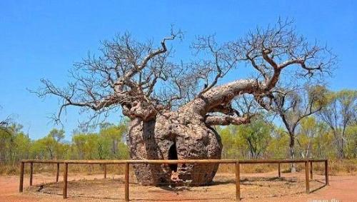 Самое редкое дерево в мире. Необычные деревья,которые удивляют своим величием