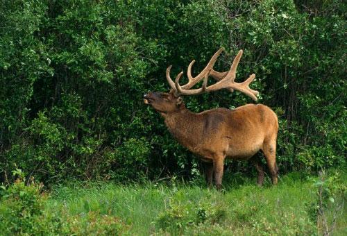 Названия лесов России. Леса — одно из главных богатств России и достояние всего народа