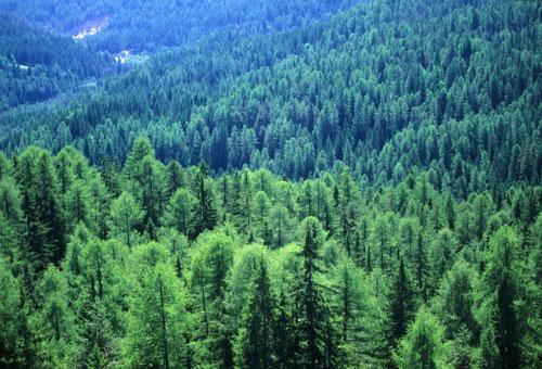 Названия лесов России. Леса — одно из главных богатств России и достояние всего народа