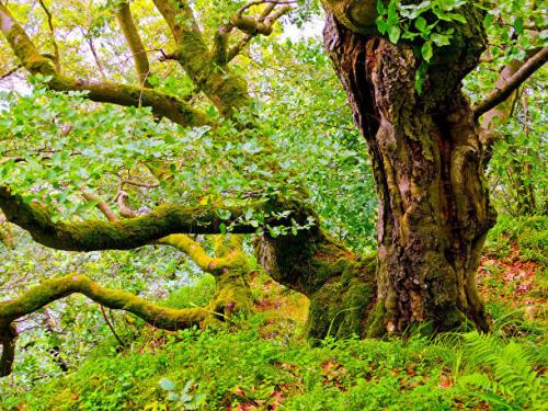 Топ-10 самых красивых лесов на земле. Десять самых красивых лесов мира по версии немецкого издания GEO