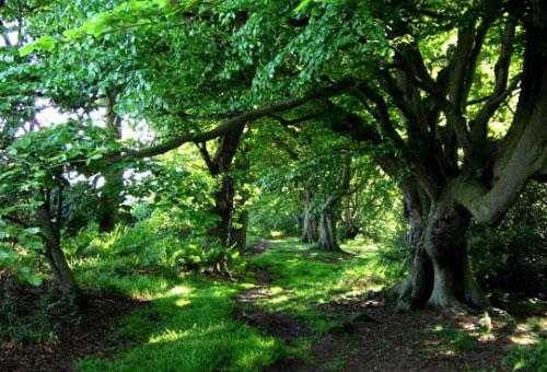 Названия лесов России. Леса — одно из главных богатств России и достояние всего народа