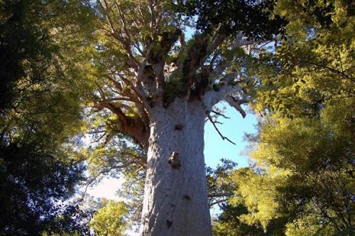 Топ-10 самых красивых лесов на земле. Десять самых красивых лесов мира по версии немецкого издания GEO