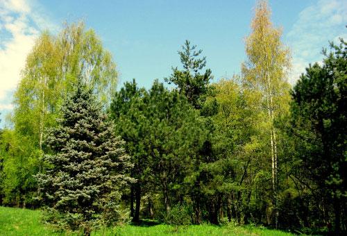 Названия лесов России. Леса — одно из главных богатств России и достояние всего народа