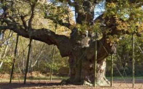 Шервудский лес (Британия)