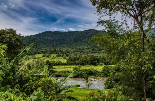 Где больше всего деревьев. Сколько всего деревьев на Земле? 06