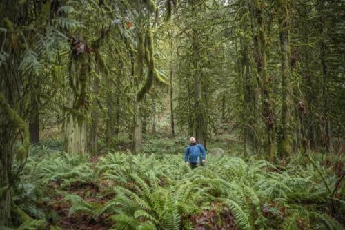 Помогает ли деревья. Почему леса так важны для нашей планеты?
