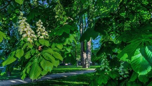 Сколько деревьев в европе. Сколько видов деревьев находятся под угрозой исчезновения?