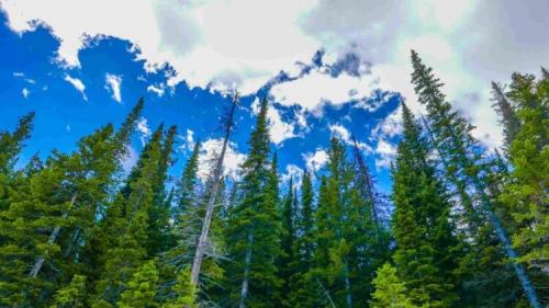 Помогает ли деревья. Почему леса так важны для нашей планеты?