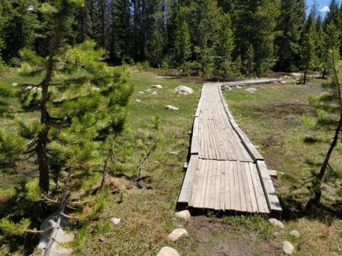 Помогает ли деревья. Почему леса так важны для нашей планеты?