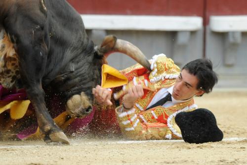 Коррида когда запретили. Коррида запрещена: как в Испании впервые за 35 лет прекратили бой быков