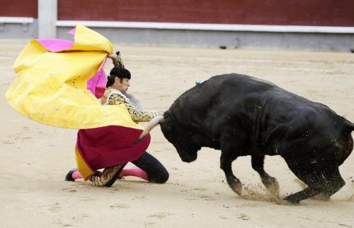 Коррида когда запретили. Коррида запрещена: как в Испании впервые за 35 лет прекратили бой быков