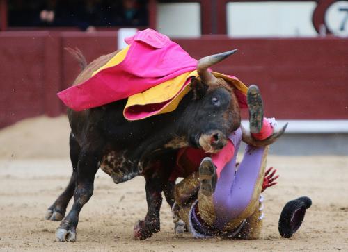 Коррида когда запретили. Коррида запрещена: как в Испании впервые за 35 лет прекратили бой быков