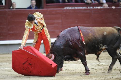 Коррида когда запретили. Коррида запрещена: как в Испании впервые за 35 лет прекратили бой быков