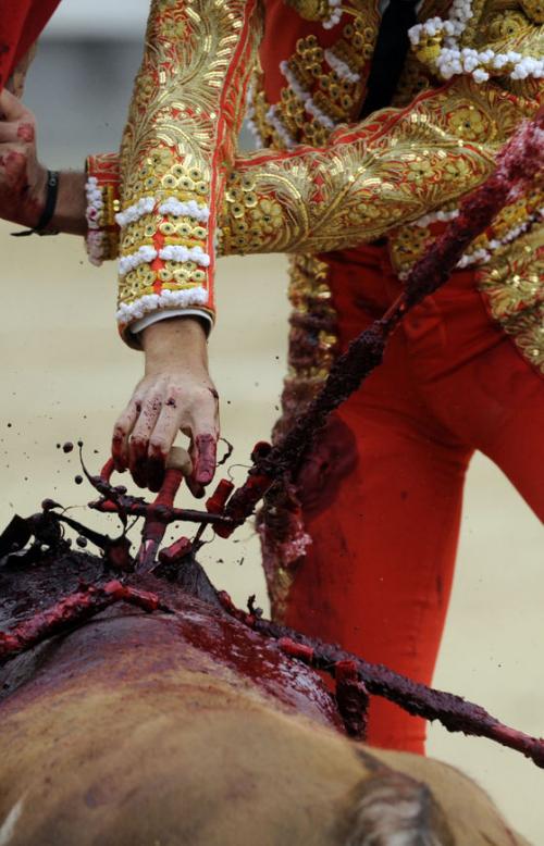 Коррида когда запретили. Коррида запрещена: как в Испании впервые за 35 лет прекратили бой быков