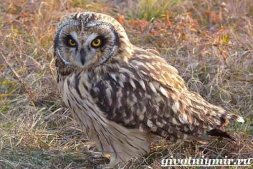 Спят ли совы зимой. Особенности и среда обитания совы