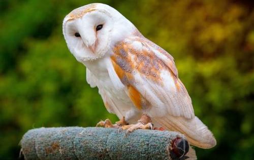 Где совы зимуют. Виды