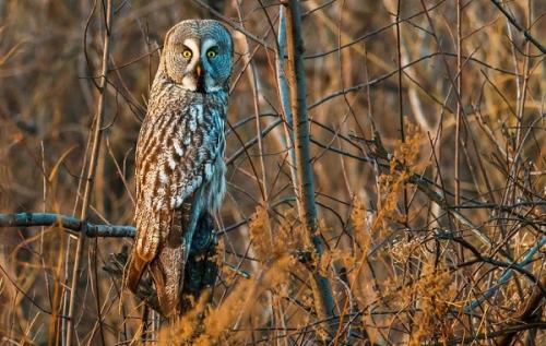 Где совы зимуют. Виды