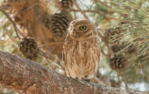 Где совы зимуют. Виды
