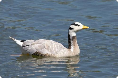 Как птицы могут летать на больших высотах без пищи и воды. Самые высоко летающие птицы