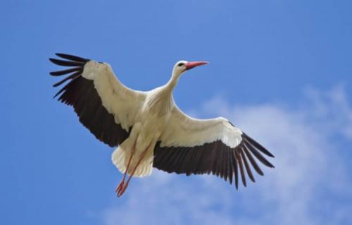 Как птицы способны летать на больших высотах. Какая птица летает выше всех?