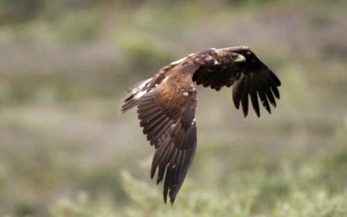 Как птицы способны летать на больших высотах. Какая птица летает выше всех?