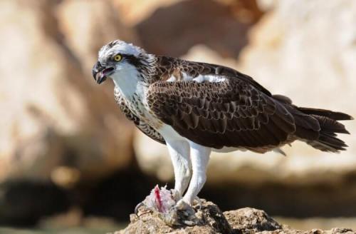 Как птицы могут летать на больших высотах без потери энергии. Как отдыхают птицы, когда летят над океанами по несколько недель