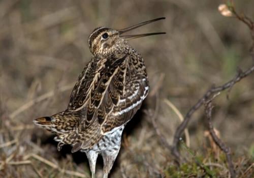 Как птицы способны летать на больших высотах. Какая птица летает выше всех?