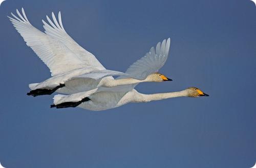 Как птицы могут летать на больших высотах без пищи и воды. Самые высоко летающие птицы