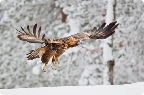 Как птицы могут летать на больших высотах без пищи и воды. Самые высоко летающие птицы