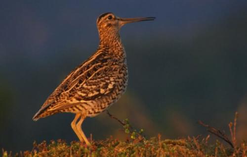 Как птицы способны летать на больших высотах. Какая птица летает выше всех?