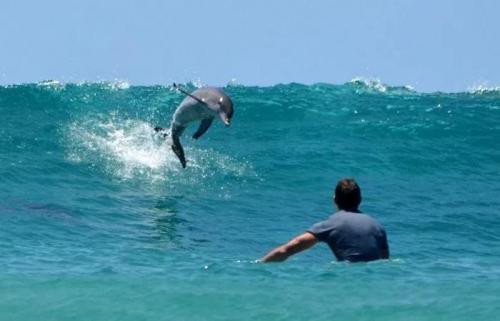 Не добрые и не милые дельфины. Не добрые и не милые… дельфины