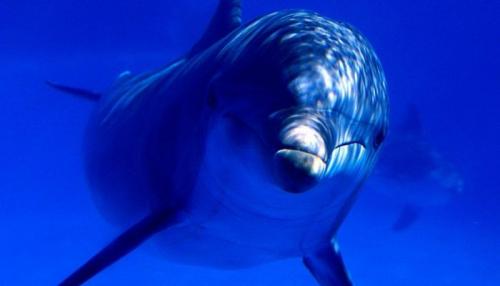 Интересные факты про дельфинов и их невероятные.. Научные факты про дельфинов 05