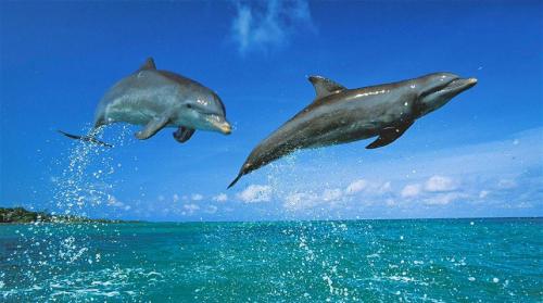Интересные факты про дельфинов и их невероятные.. Научные факты про дельфинов 03