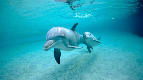 Интересные факты про дельфинов и их невероятные.. Научные факты про дельфинов 01