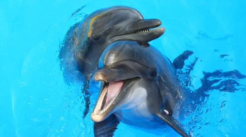 Интересные факты про дельфинов и их невероятные.. Научные факты про дельфинов 04