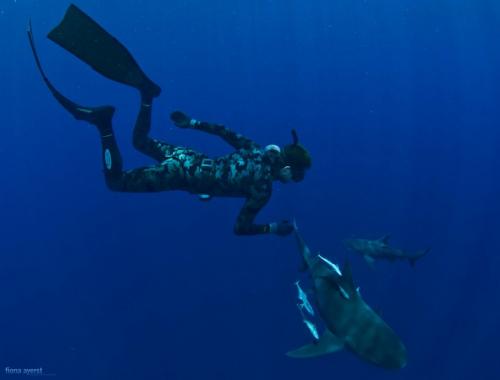 25 курьёзных фактов о дельфинах 02