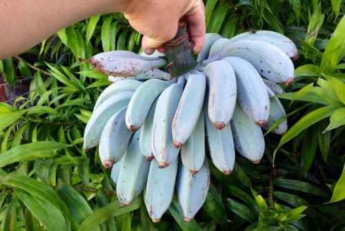 Дикий банан. Самые редкие и необычные сорта бананов