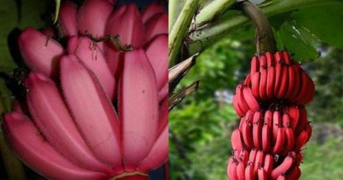 5 фактов о переспелых бананах. Степени зрелости банана: какой плод самый полезный? 06