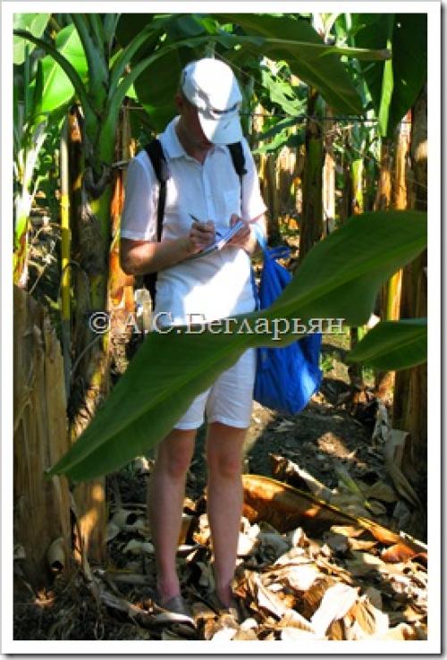 Эквадор бананы. Эквадор. Част.  Бананы.