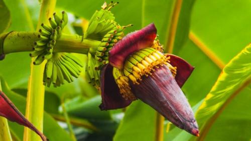 15 удивительных фактов о бананах. 15 фактов о бананах, которые вы, возможно, и не знали 08