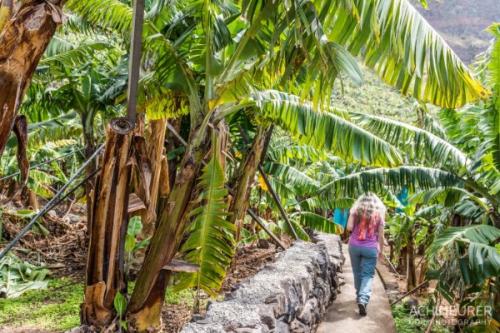 15 удивительных фактов о бананах. 15 фактов о бананах, которые вы, возможно, и не знали 06