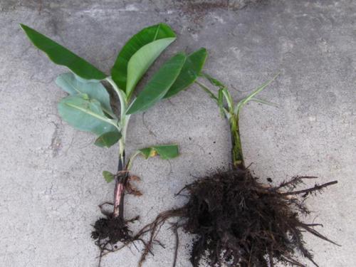 Строение банана. Как растут бананы – ботаническая характеристика