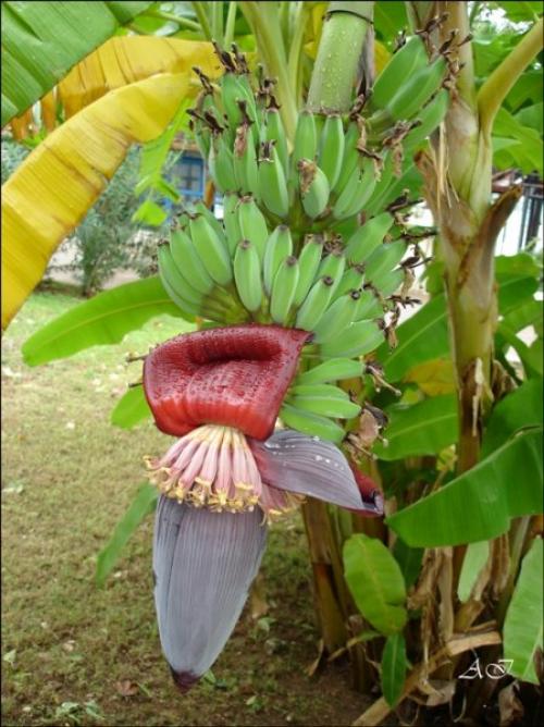 15 удивительных фактов о бананах. 15 фактов о бананах, которые вы, возможно, и не знали 09