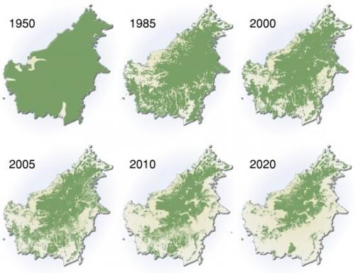 Где находится самый большой в мире тропический Лес. Дикий мир Земли: самые большие тропические леса планеты 07