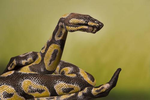 Exploring the World of Art Body Nu: A New Frontier in Body Art 04 Exploring the World of Art Body Nu: A New Frontier in Body Art 04