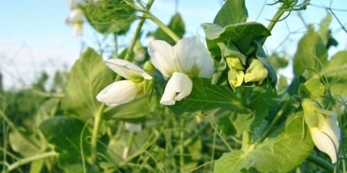 10 сумасшедших фактов о бананах. Интересные факты. 12 удивительных фактов о банана. 2021, 16:00  /  17 10 сумасшедших фактов о бананах. Интересные факты. 12 удивительных фактов о банана. 2021, 16:00  /  17