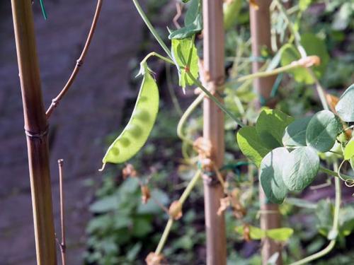 10 сумасшедших фактов о бананах. Интересные факты. 12 удивительных фактов о банана. 2021, 16:00  /  16 10 сумасшедших фактов о бананах. Интересные факты. 12 удивительных фактов о банана. 2021, 16:00  /  16