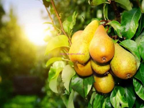 Интересные факты о груше. История груши