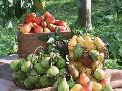 Интересные факты о груше. История груши